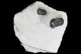 Bargain, Pair Of Gerastos Trilobite Fossils - Morocco #146284-2